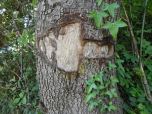 Camino Signs - 151 of 252